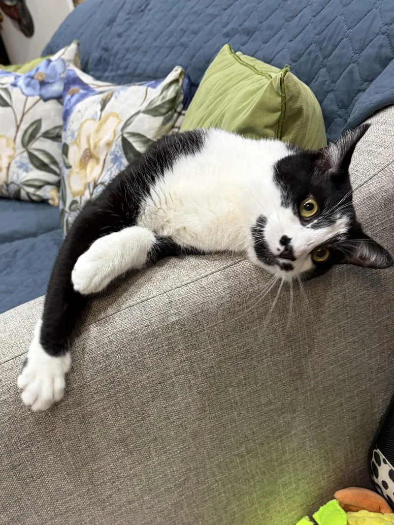 An adult large-sized male Black & White / Tuxedo Domestic Short Hair cat named Sesame for adoption in Herndon, VA