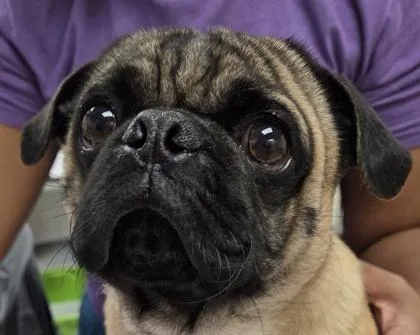 An adult small-sized male Pug dog named Slug Bug for adoption in Westland, MI