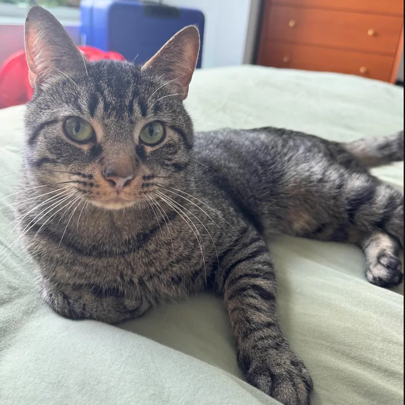 An adult medium-sized male Domestic Short Hair cat named Theodore Friskies for adoption in Brooklyn, NY