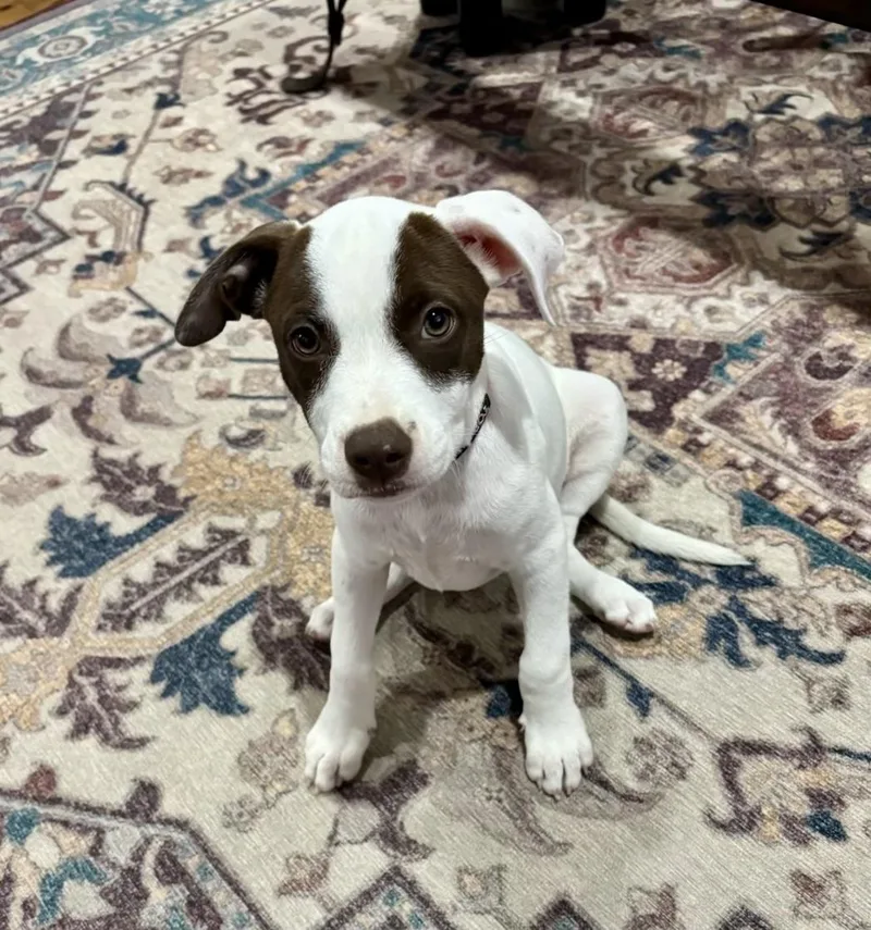 A young medium-sized female White / Cream American Staffordshire Terrier dog named Molly Pop for adoption in Cypress, TX
