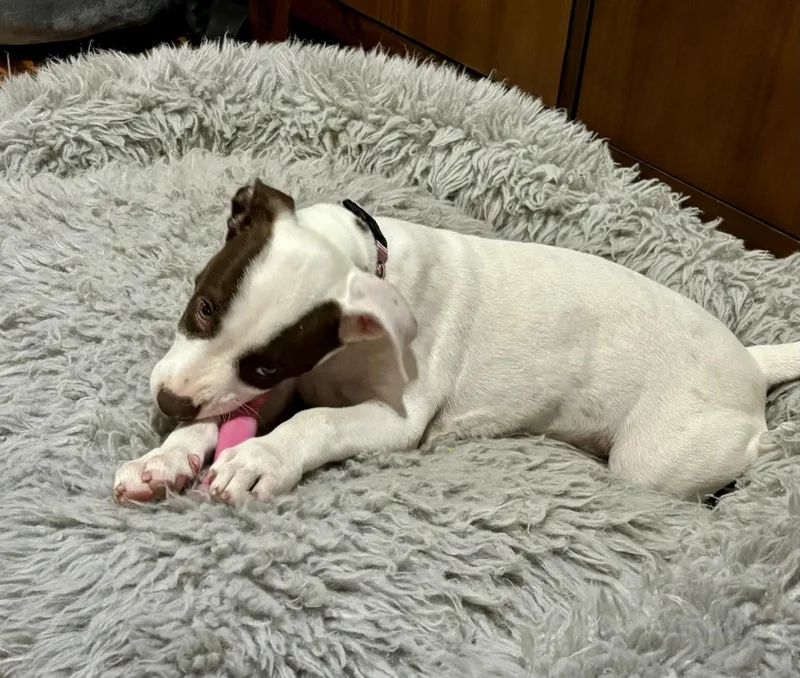 Molly Pop thumbnail 2