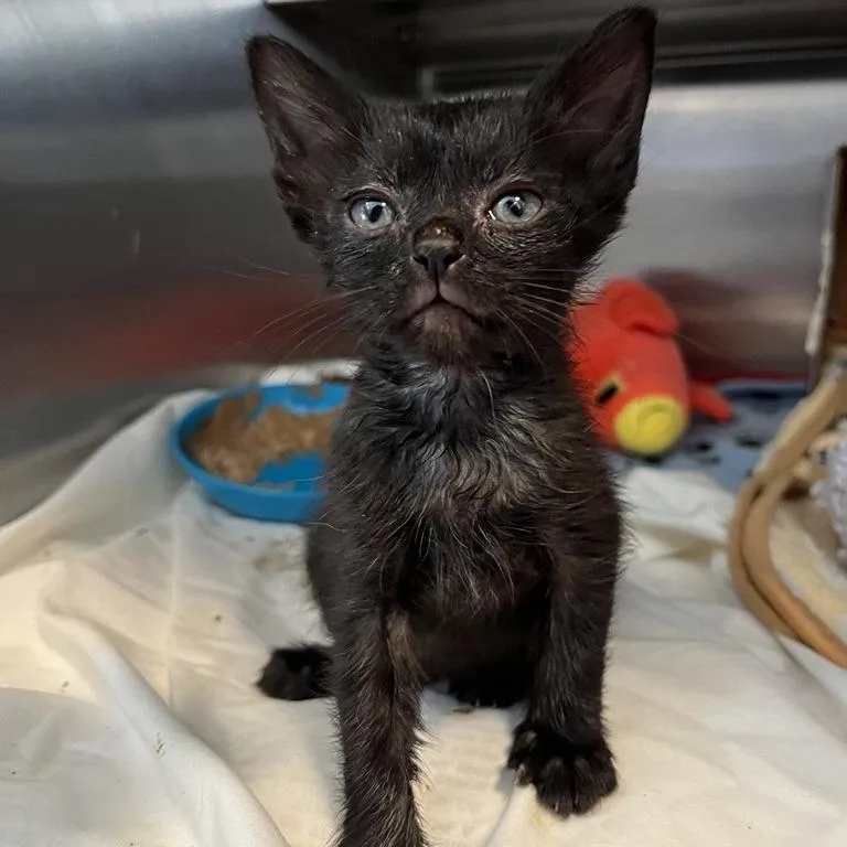 A baby small-sized female Domestic Short Hair cat named Yates for adoption in Los Angeles, CA