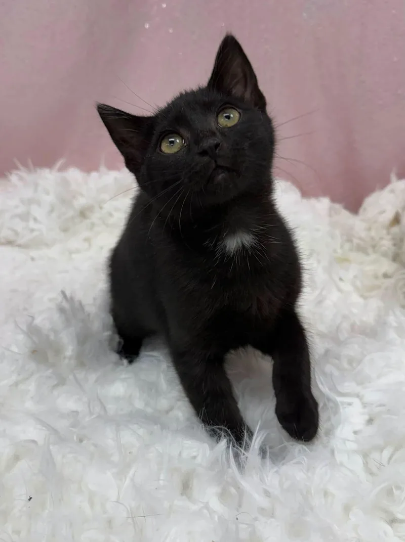 A young medium-sized female Domestic Short Hair cat named Harper for adoption in Clarkesville, GA