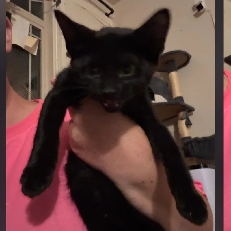 A baby small-sized male Black Domestic Short Hair cat named Huckleberry Pie for adoption in Layton, UT