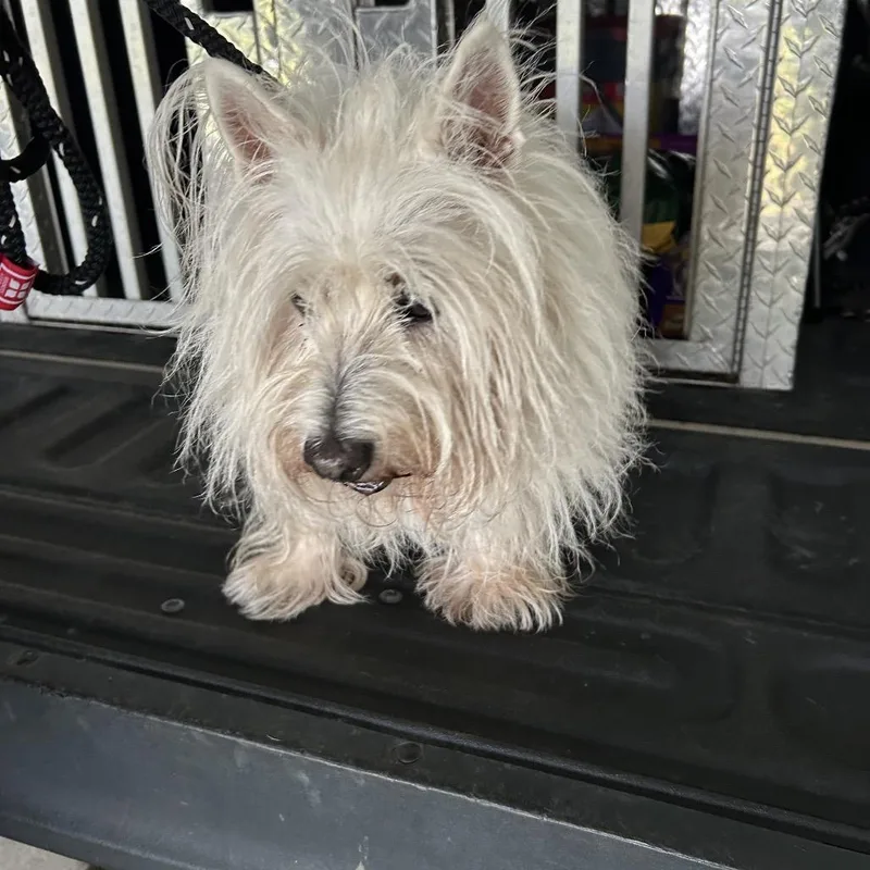 A senior small-sized female White / Cream Mixed Breed dog named Cocoa for adoption in Roxboro, NC