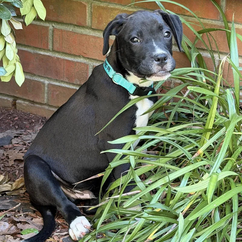 A baby medium-sized male Black Labrador Retriever dog named Cooper for adoption in Corinth, MS