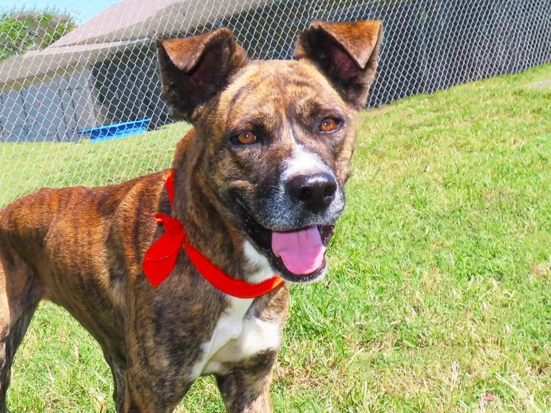 A young large-sized male Mountain Cur dog named Durango C for adoption in Rogers, AR
