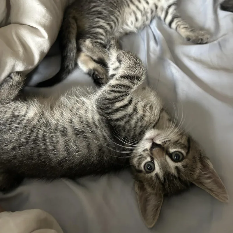 A baby small-sized female Brown / Chocolate Domestic Short Hair cat named Mary for adoption in Hopkinton, MA