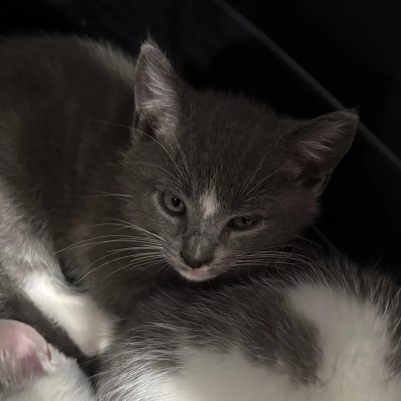 A baby small-sized female Gray / Blue / Silver Domestic Short Hair cat named Granola for adoption in Fairmont, WV