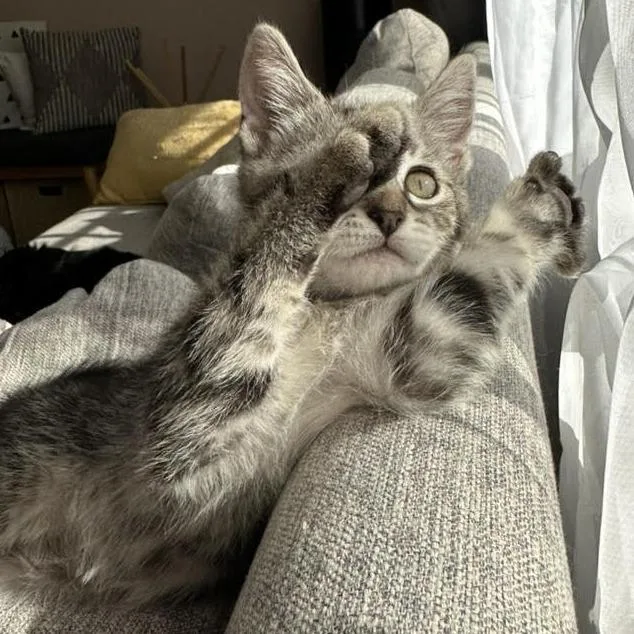 A baby small-sized female Brown / Chocolate Domestic Short Hair cat named Posey for adoption in Los Angeles, CA