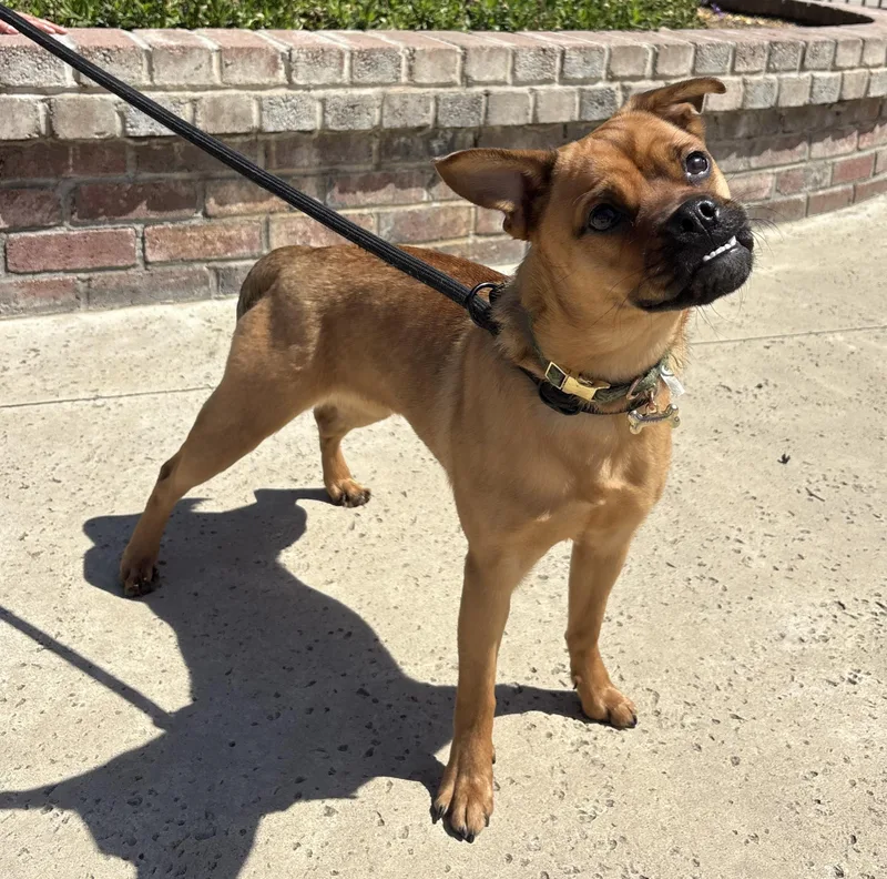A young small-sized female Yellow / Tan / Blond / Fawn Pug dog named Freya for adoption in Lathrop, CA