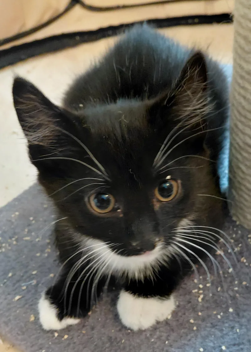 A baby medium-sized male Black & White / Tuxedo Domestic Short Hair cat named Sugar for adoption in Landenberg, PA