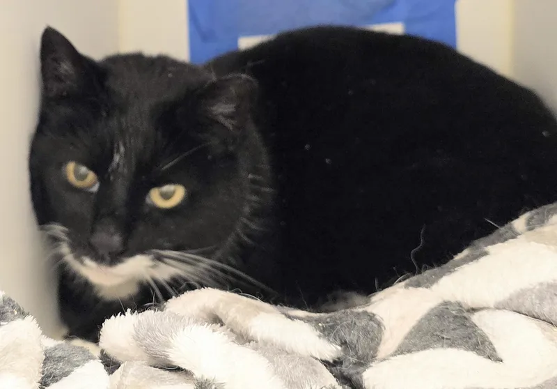 An adult large-sized female Black & White / Tuxedo Domestic Short Hair cat named Cookie for adoption in Amityville, NY