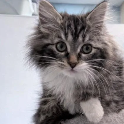 A baby medium-sized female Black Domestic Medium Hair cat named Sprout for adoption in Tinley Park, IL