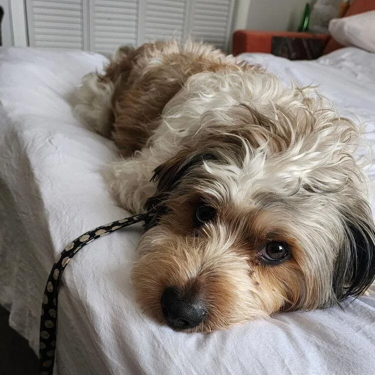 An adult medium-sized male Tricolor (Brown, Black, & White) Terrier dog named Pepe for adoption in LEMONT, IL