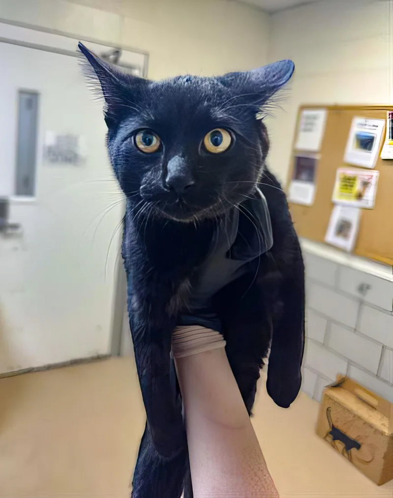 An adult small-sized male Domestic Short Hair cat named Rook for adoption in Nashville, TN