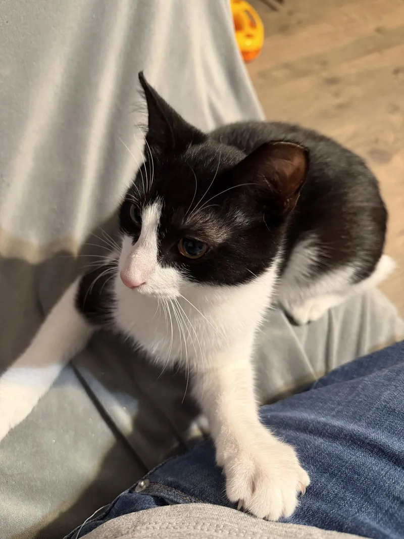 A baby medium-sized male Black & White / Tuxedo Domestic Short Hair cat named Braveheart for adoption in Stewartsville, NJ
