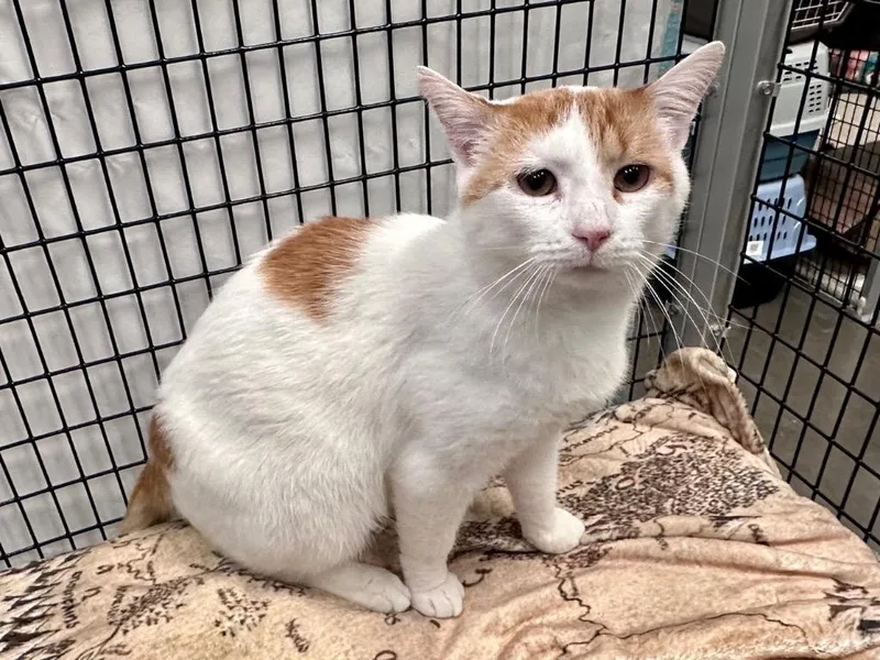 An adult medium-sized male Domestic Short Hair cat named Chili Cheese Dog for adoption in Raleigh, NC