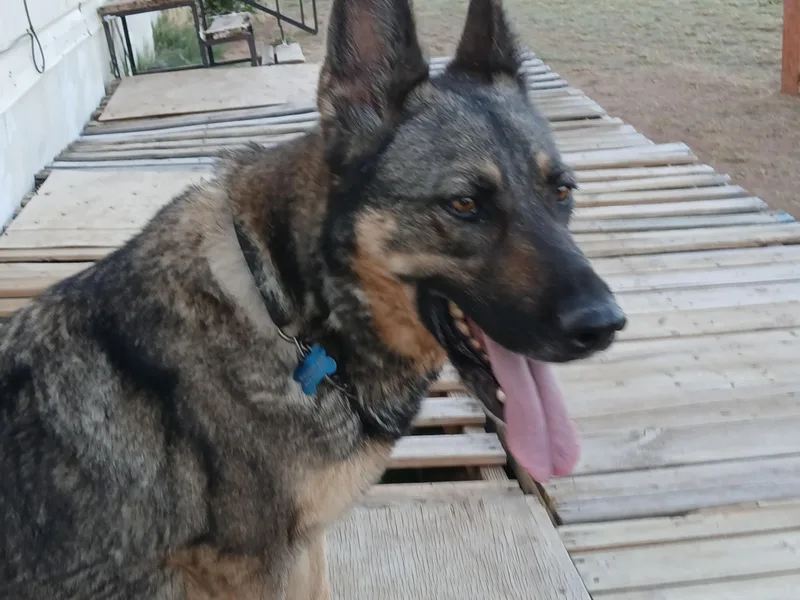 An adult medium-sized female Sable German Shepherd Dog dog named Harley for adoption in Moriarty, NM