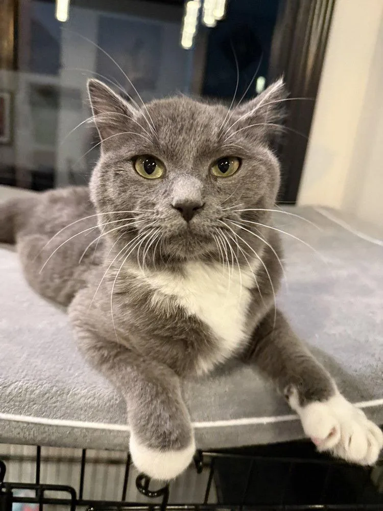 An adult medium-sized male Gray & White Domestic Short Hair cat named Lloyd for adoption in O'Fallon, MO