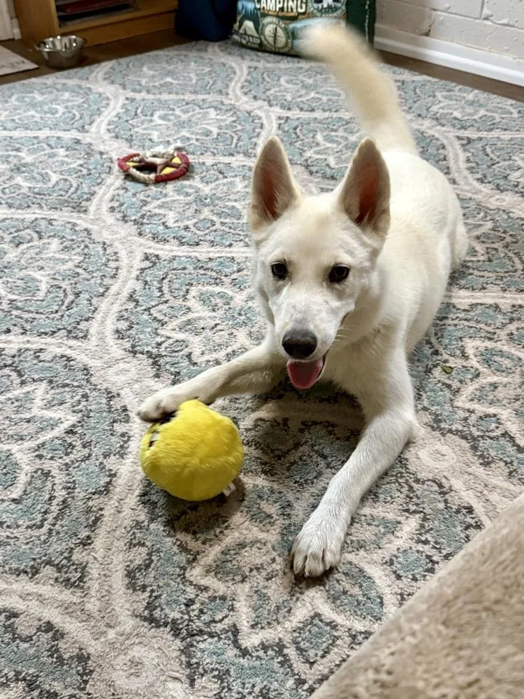 A young medium-sized female White / Cream Husky dog named Ruby for adoption in San Leon, TX