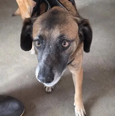 An adult large-sized male Brown / Chocolate Mixed Breed dog named Tucker for adoption in Fernandina Beach, FL