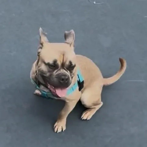 An adult medium-sized male Apricot / Beige English Bulldog dog named Perci for adoption in Chicago, IL
