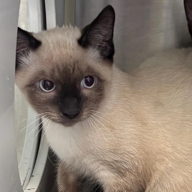 A baby small-sized male Seal Point Domestic Short Hair cat named Fjord for adoption in Norman, OK