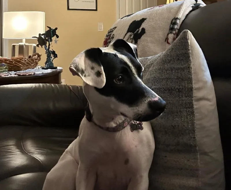 A young small-sized female Black Jack Russell Terrier dog named LilySan Diego  CA for adoption in San Diego, CA
