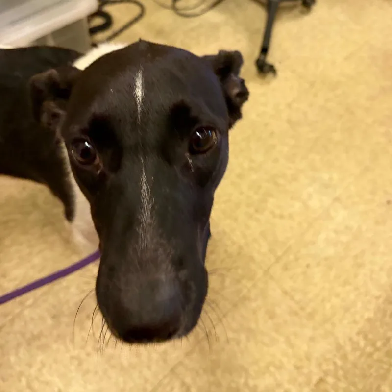 A young medium-sized female Black Collie dog named Gretchen for adoption in Birmingham, AL