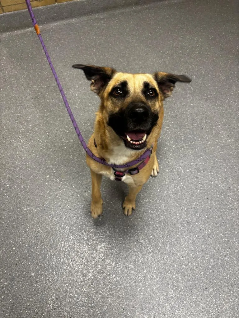 A young large-sized female German Shepherd Dog dog named Melania for adoption in Greenfield, IN