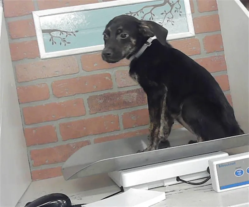 A baby small-sized female Labrador Retriever dog named Dara for adoption in Houston, TX