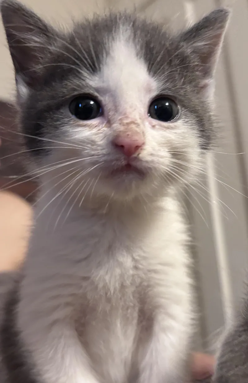 A baby medium-sized female Gray & White Domestic Short Hair cat named Poppy for adoption in Washington, MI