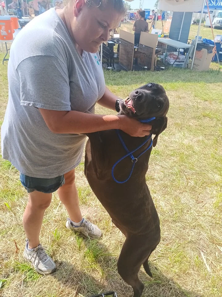An adult large-sized male Brown / Chocolate Great Dane dog named Arthur for adoption in Lonsdale, AR