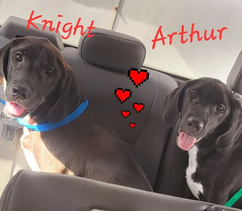 Arthur thumbnail 5