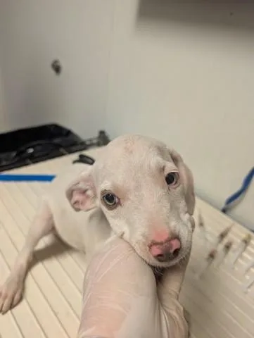 A baby small-sized female Pit Bull Terrier dog named Pup for adoption in Bakersfield, CA