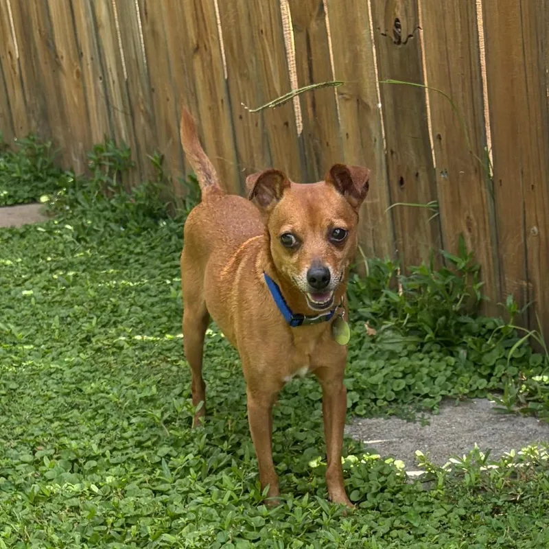 An adult small-sized male Red / Chestnut / Orange Chihuahua dog named Bingo for adoption in Greensboro, GA