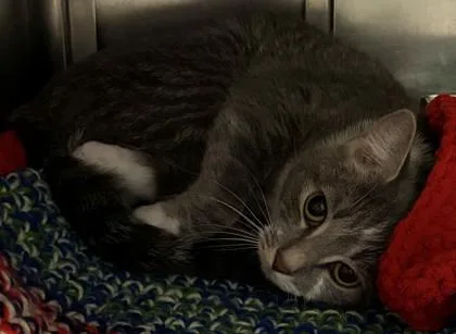 An adult small-sized female Domestic Short Hair cat named Margo for adoption in Baraboo, WI