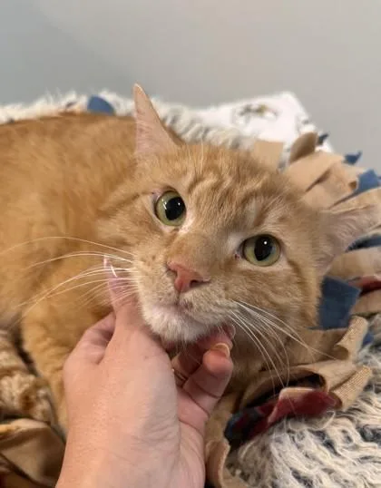 An adult medium-sized male Domestic Short Hair cat named Booker for adoption in Sultan, WA