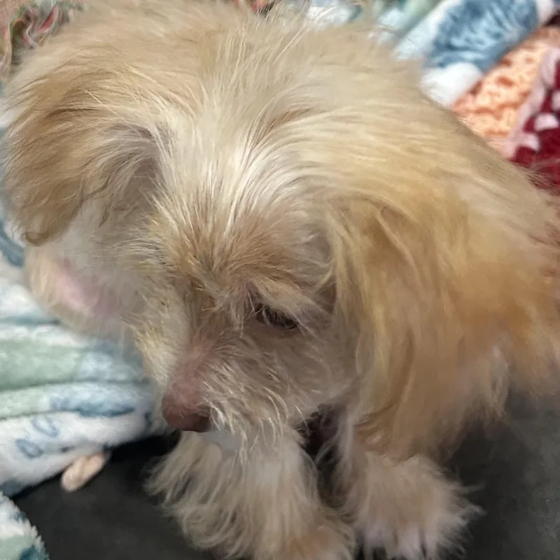 A young small-sized female Cairn Terrier dog named Pym for adoption in Calabash, NC