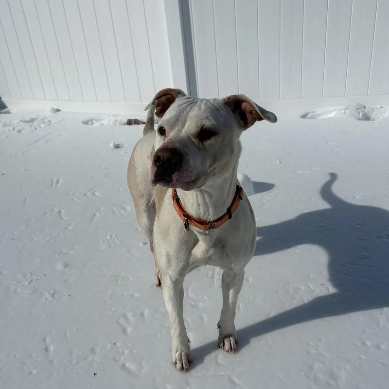 A senior medium-sized female White / Cream Pit Bull Terrier dog named Princess for adoption in Harrisonburg, VA