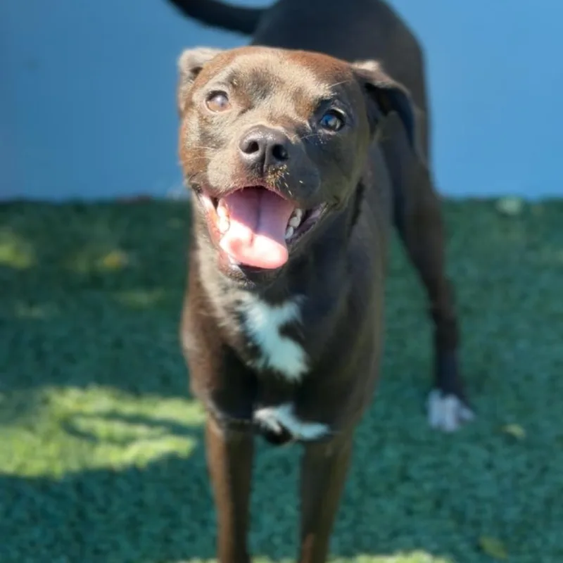 A young small-sized male Black Mixed Breed dog named Spot A for adoption in Mission Hills, CA