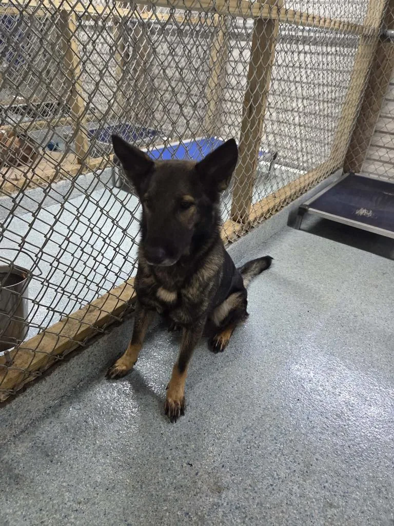 An adult medium-sized female German Shepherd Dog dog named Anabelle "bella for adoption in Livingston, LA