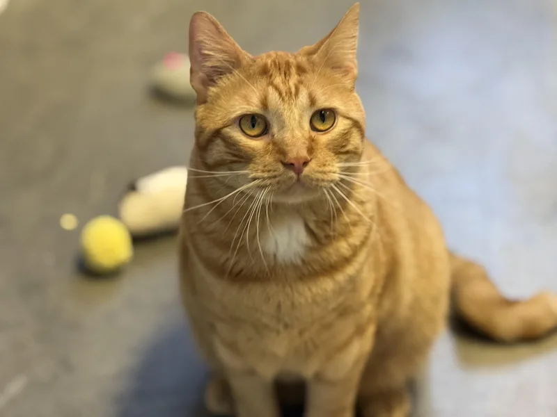 A young medium-sized male Tabby cat named Piccolo for adoption in Pierre, SD