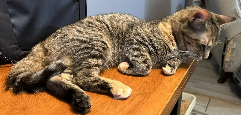 A baby small-sized female Tabby (Buff / Tan / Fawn) Tabby cat named Lilly for adoption in Beckley, WV