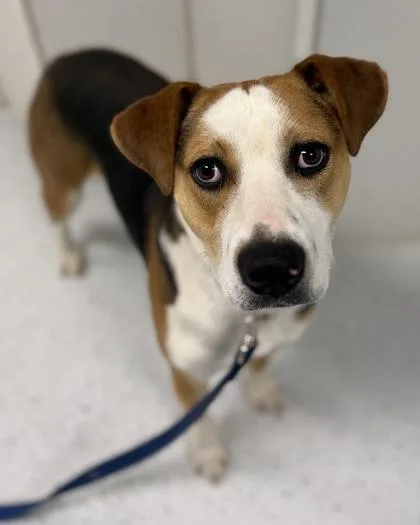 An adult medium-sized male Hound dog named Pongo for adoption in Batavia, OH