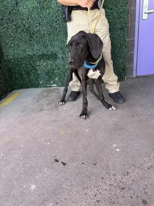 A baby large-sized male Black Great Dane dog named 61804913 for adoption in El Paso, TX