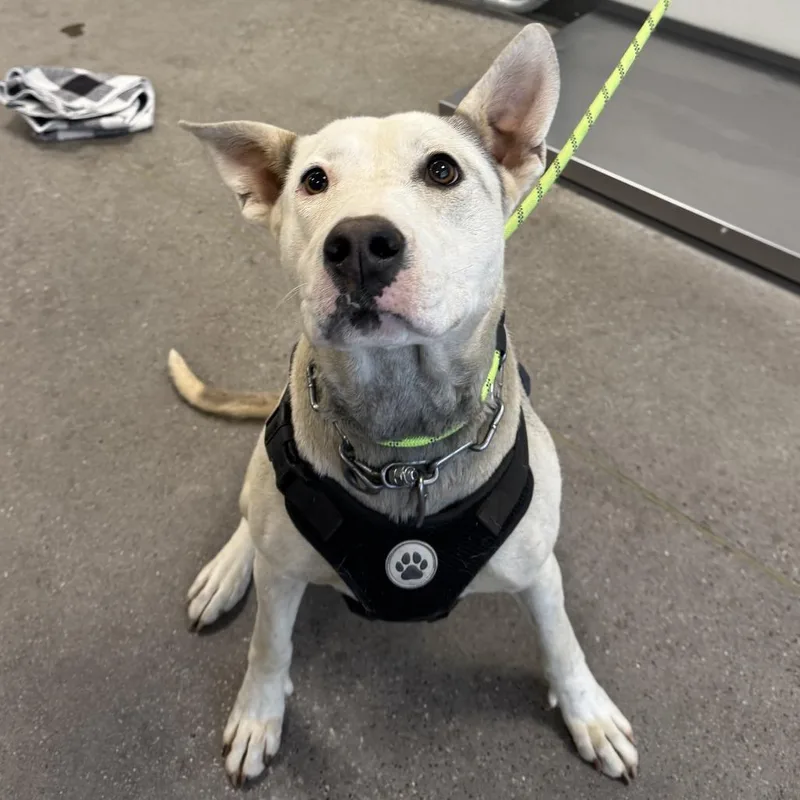 A young medium-sized female White / Cream Mixed Breed dog named Francine for adoption in Las Cruces, NM