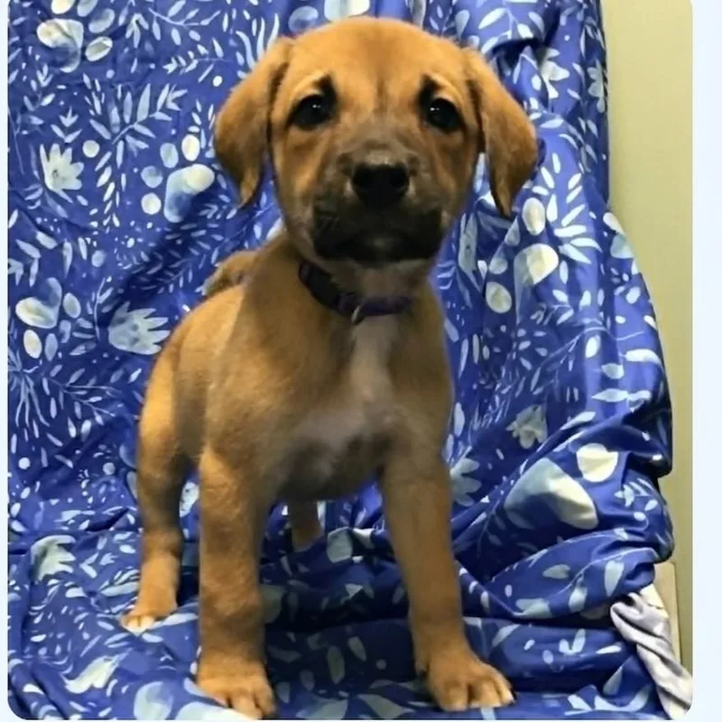 A baby medium-sized female Belgian Shepherd / Malinois dog named Tiramisu for adoption in Minooka, IL