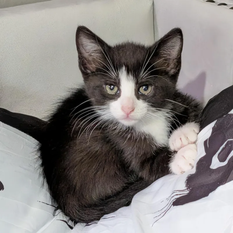 A baby small-sized female Black Domestic Short Hair cat named Kira for adoption in Columbia, MO